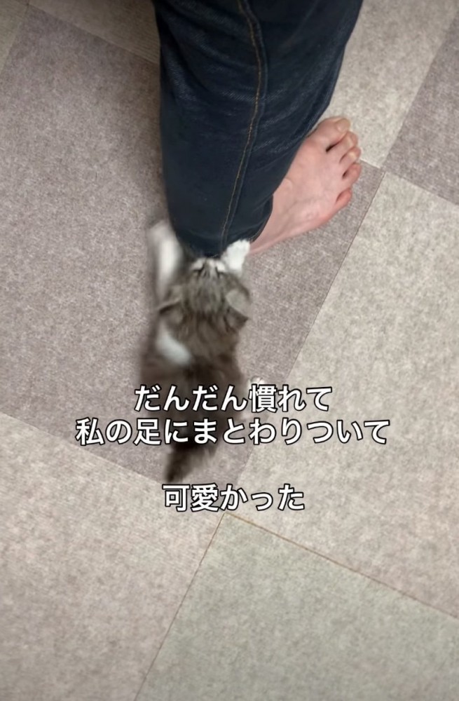 遊ぶ子猫
