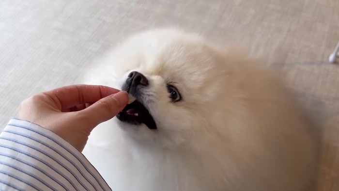 おやつを食べる犬