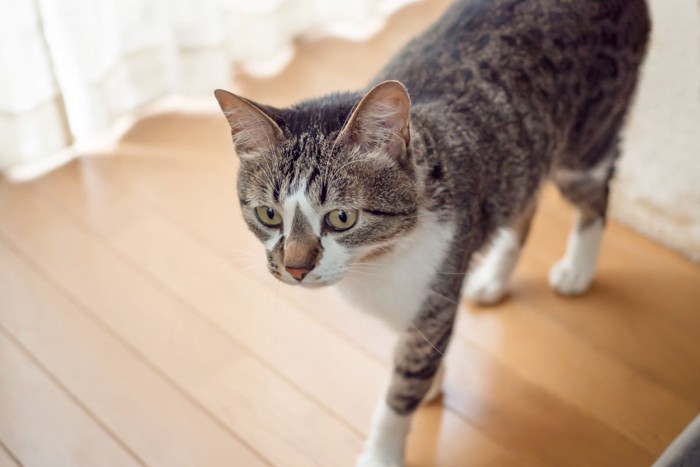 フローリングの上を歩く猫