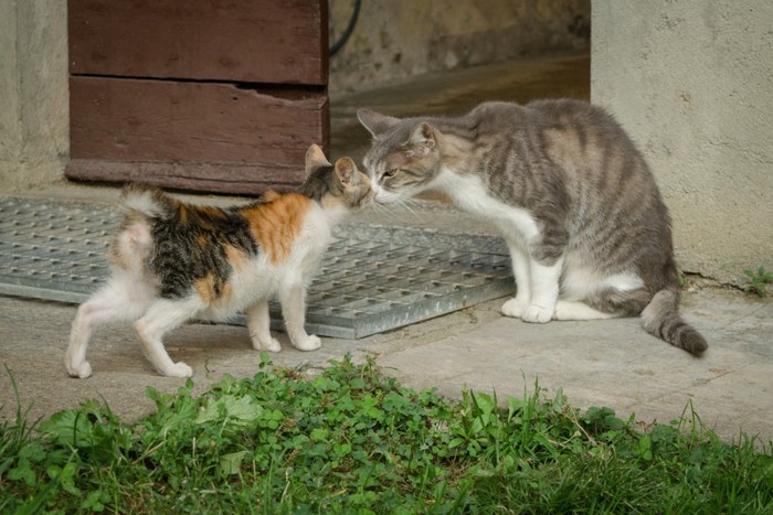 鼻をくっつけている猫