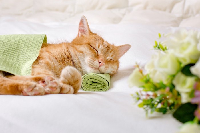 白い花束と眠る猫
