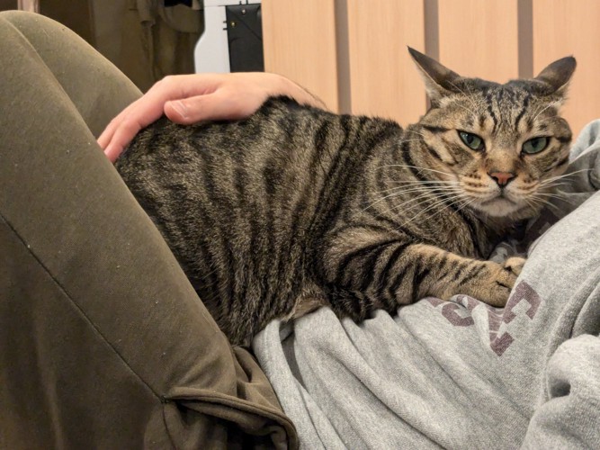 人のお腹の上に乗る猫