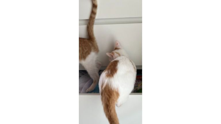 引き出しにいる猫たち