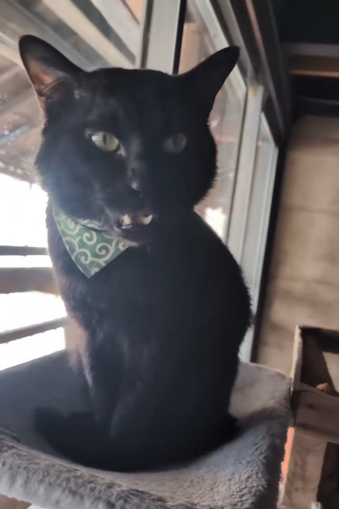 ハンモックに乗って鳴く猫