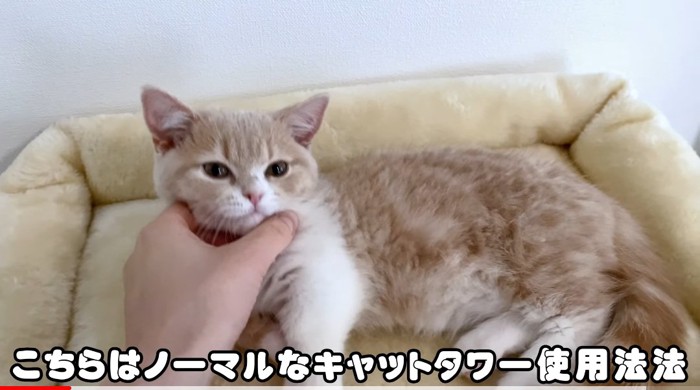 くつろぐ猫