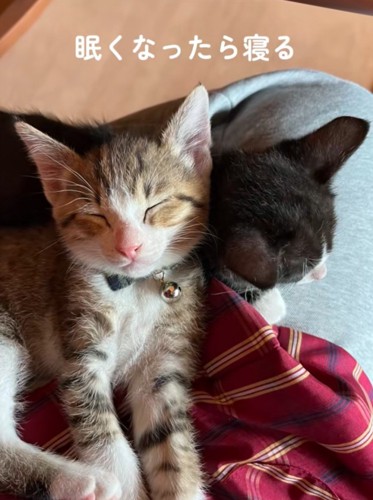 眠る赤ちゃん猫