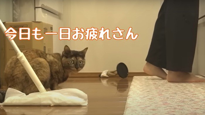 女性の足元と猫