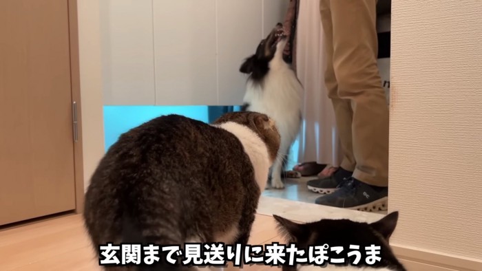 玄関で見送る猫の後ろ姿