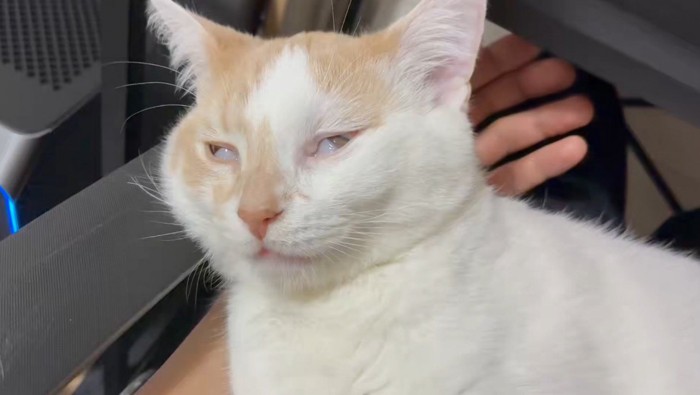 飼い主の膝の上で白目をむいて眠る猫