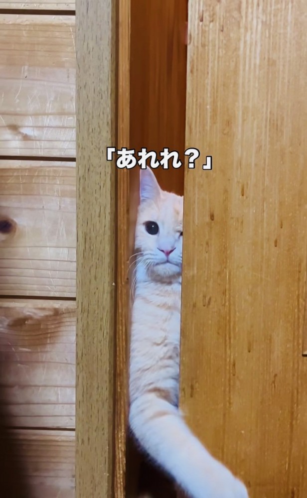 引き戸を開けようとするクリーム茶トラ猫