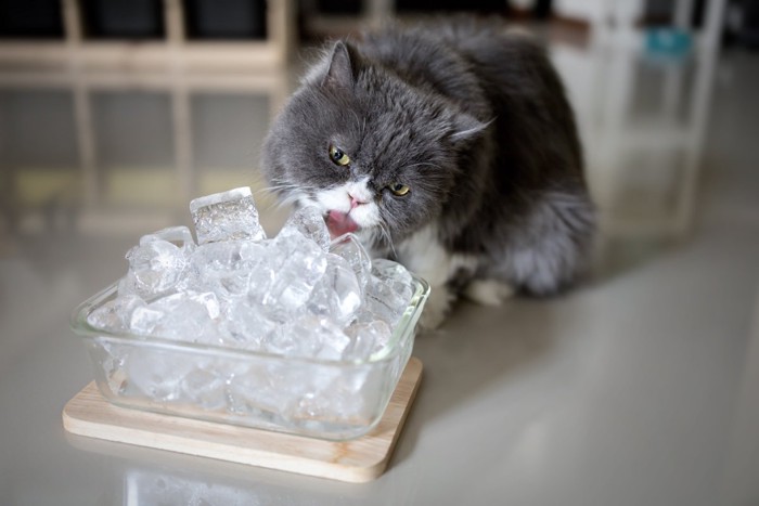 氷を舐める猫