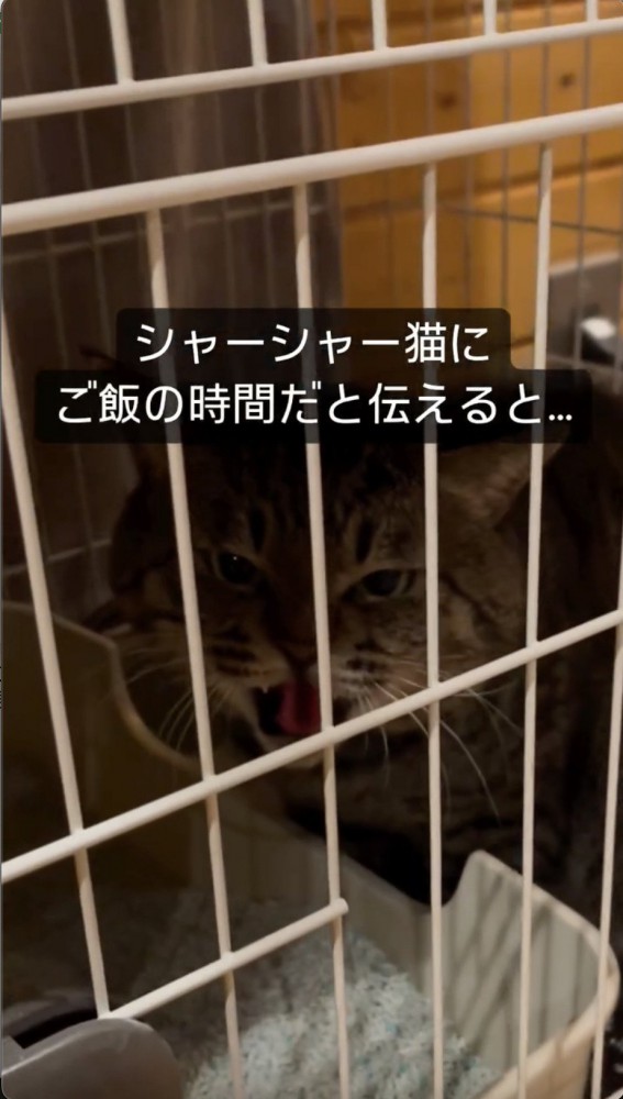 威嚇する猫