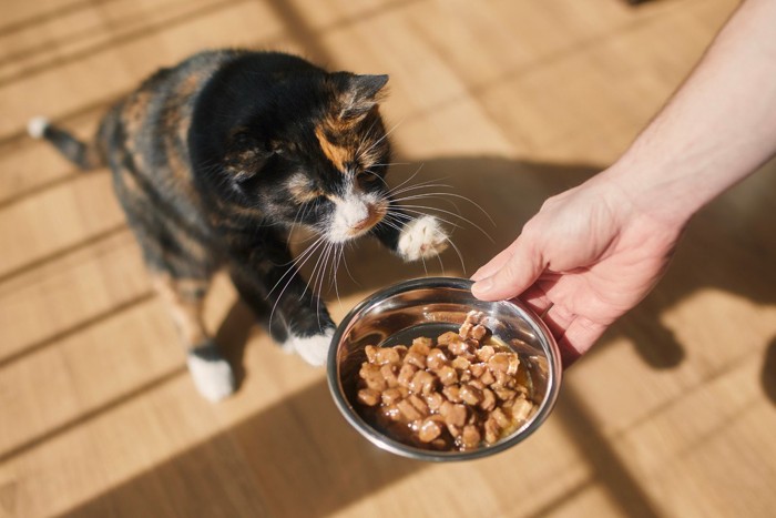 ご飯をもらう猫