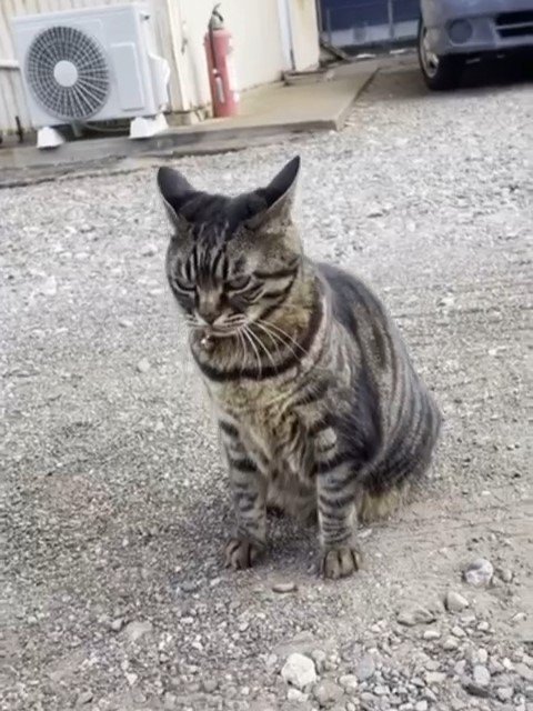 おすわりする猫