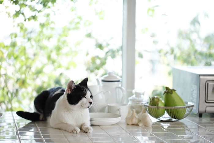 整頓されたキッチンでくつろぐ猫