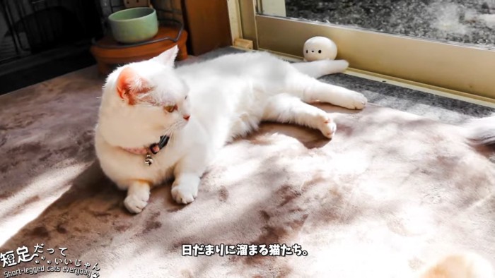 寝転ぶ猫