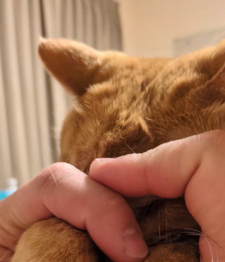 マッサージしてもらう猫