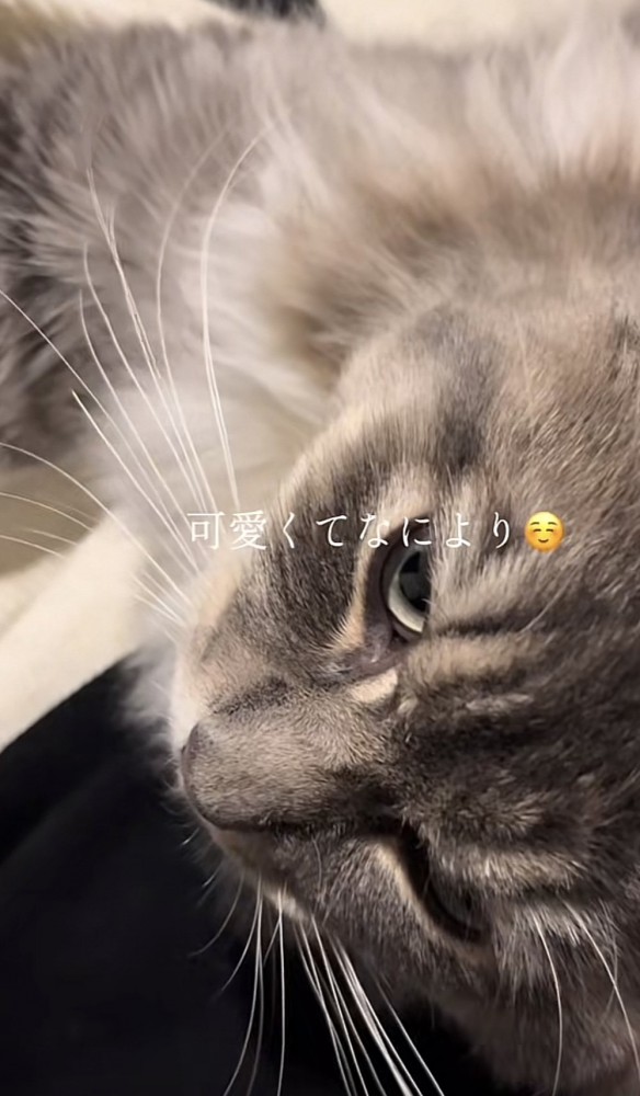 「可愛くてなにより」のテロップ写真