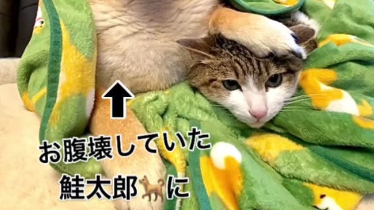 毛布にくるまる猫