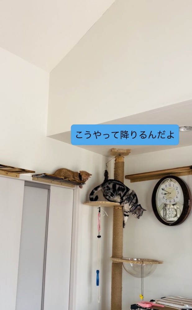子猫に下り方を見せるアメリカンショートヘア
