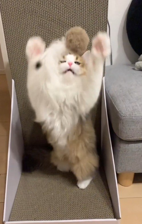 おもちゃをキャッチしようとしている定春くん
