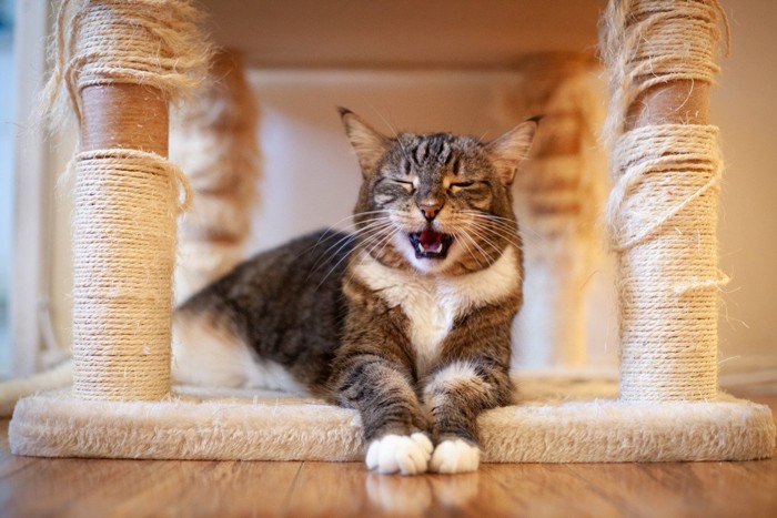 キャットタワーの下で鳴く猫