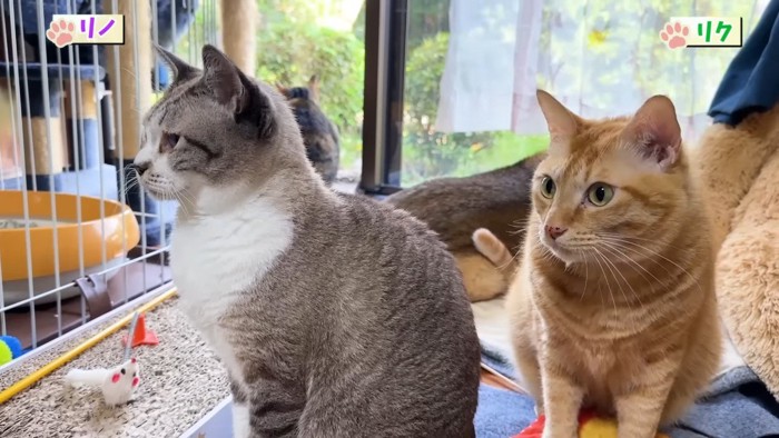 リノちゃんとリクくん