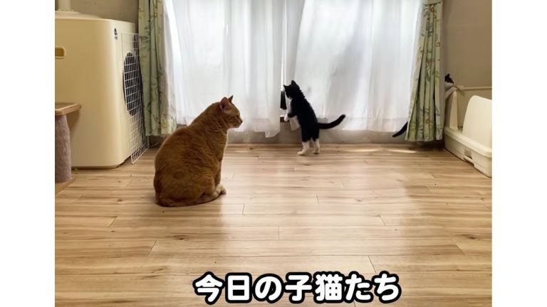 室内にいる猫