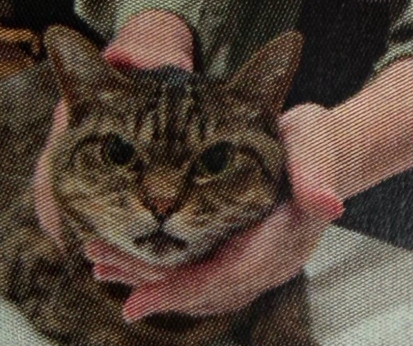 怒る猫2
