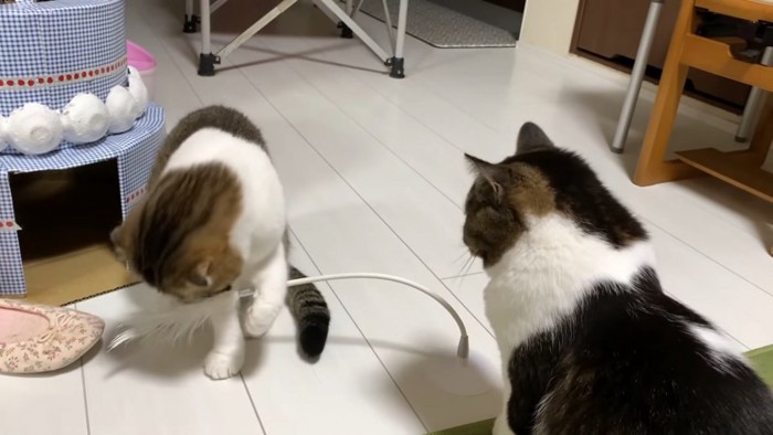 猫じゃらしをなめる猫