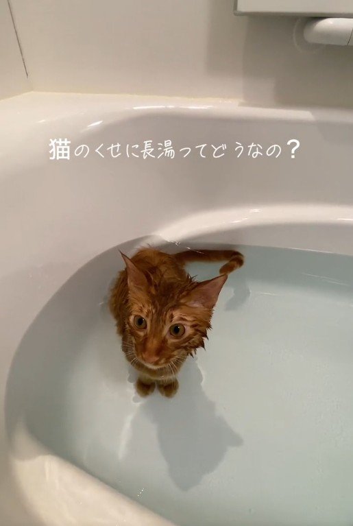 お風呂に入っている猫