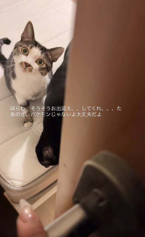飼い主を見つめる猫とうつむく猫