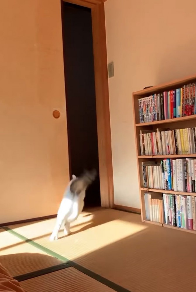 扉へと向かう猫