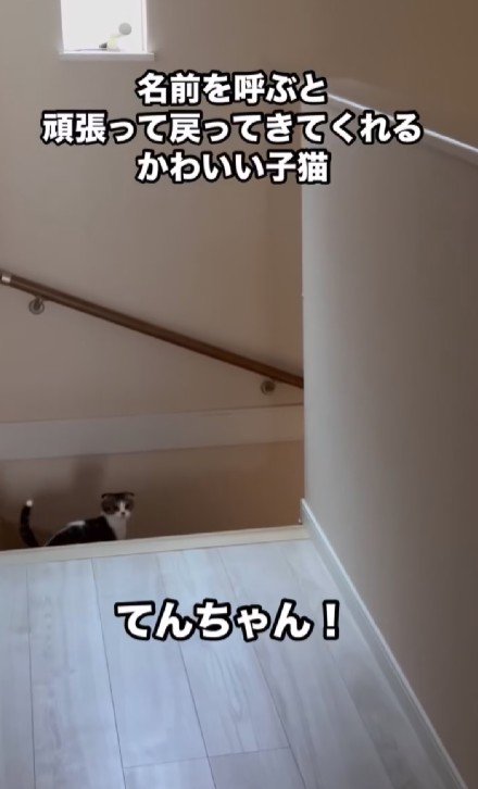 振り返る子猫