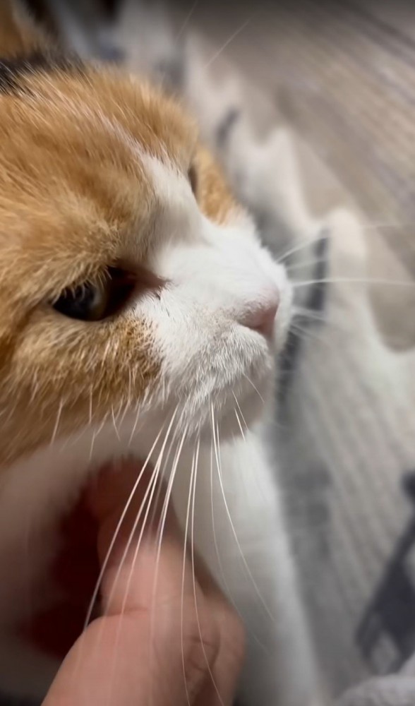 撫でられる猫