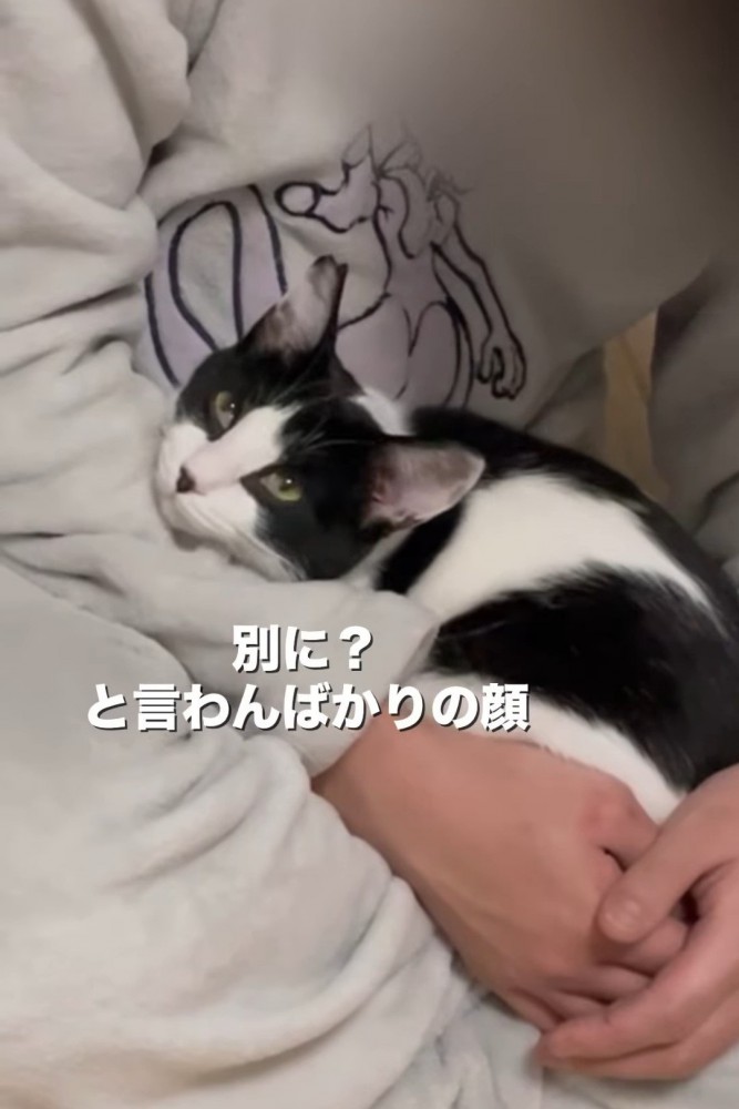 猫のアップ