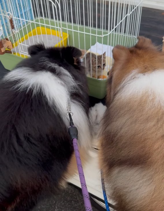 ケージ越しに犬と対面する子猫2