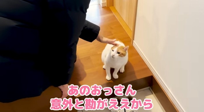 撫でられる猫