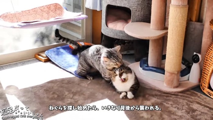 縞模様に後ろから襲われる猫