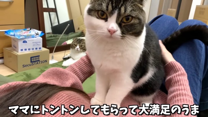 人のお腹の上に座る猫