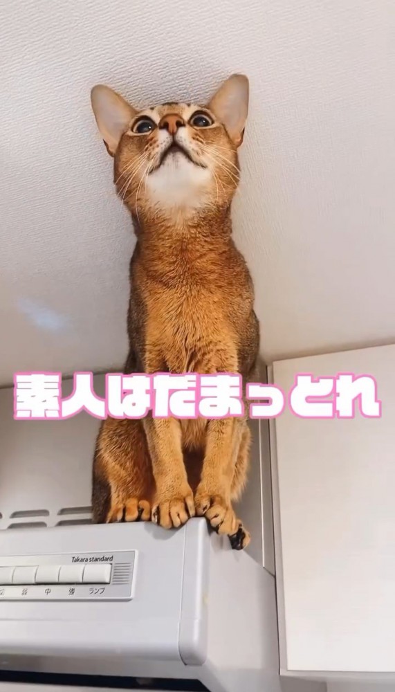 レンジフードの上の猫3