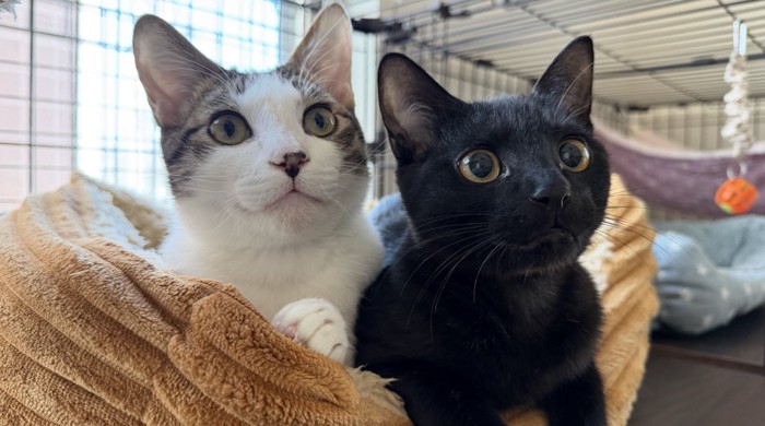 並んで何かを見つめている黒猫とキジ白猫
