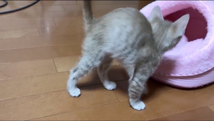 立ち上がって猫用ベッドに向かう子猫