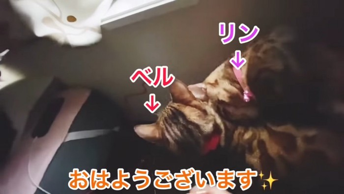 2匹の猫の後ろ姿