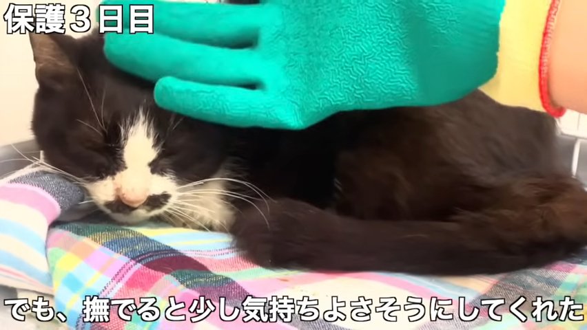 なでられる猫