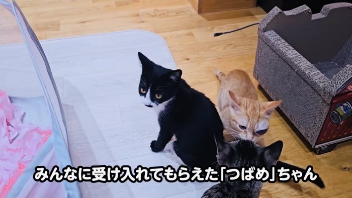 交流する子猫たち