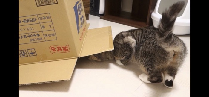 ダンボールの入ろうとする猫