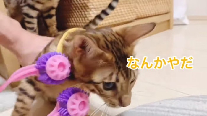 黄色の首輪の子猫