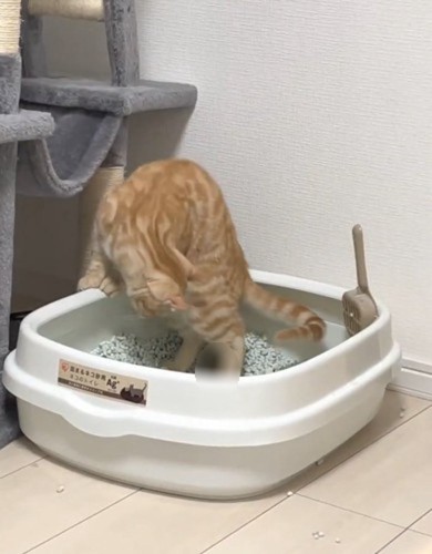 ウンチを見るむぎちゃん