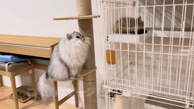 ケージの中で寝ている子猫とそれを見ている猫